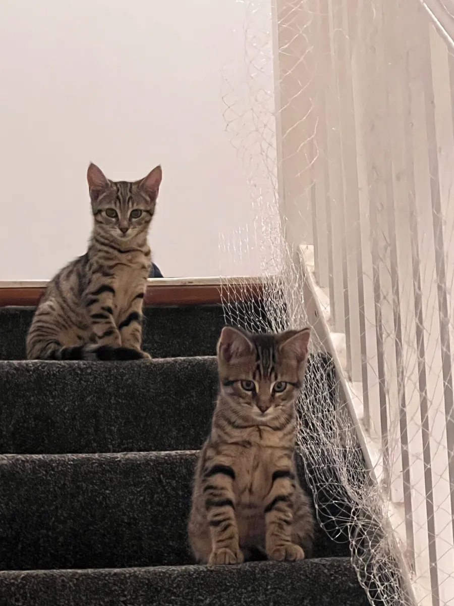 Cats - Image 3