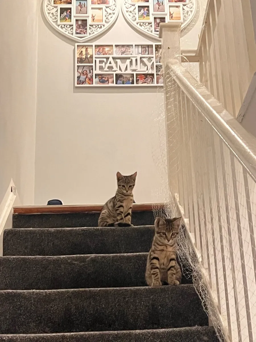 Cats - Image 4