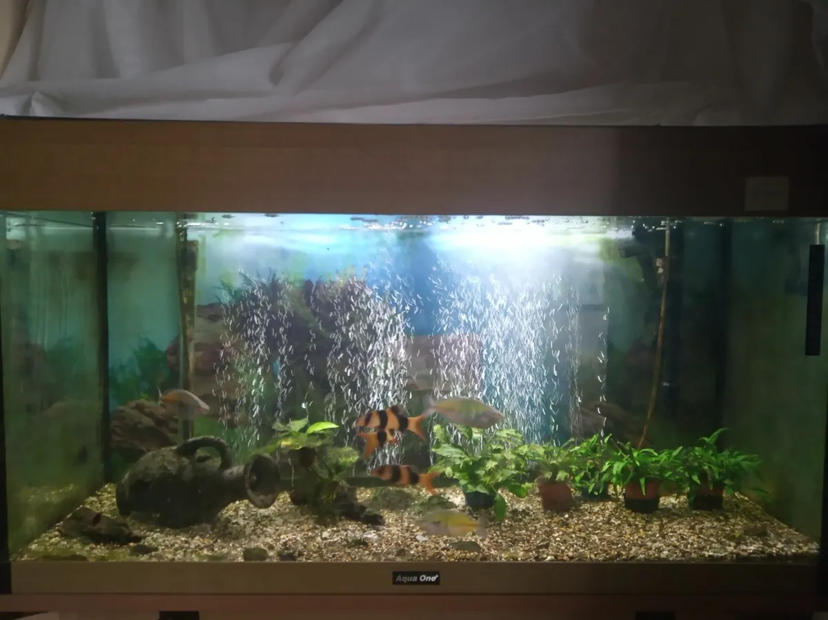 Fish tank/aquarium 180L with cabinet, equipment - Image 2