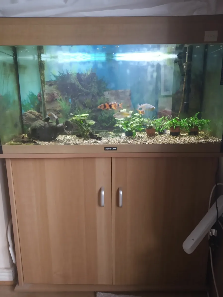 Fish tank/aquarium 180L with cabinet, equipment - Image 1
