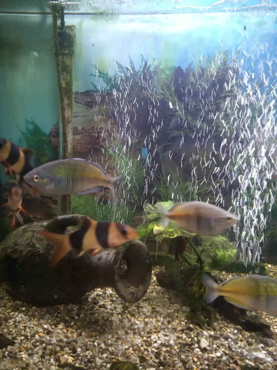 Fish tank/aquarium 180L with cabinet, equipment - Image 4