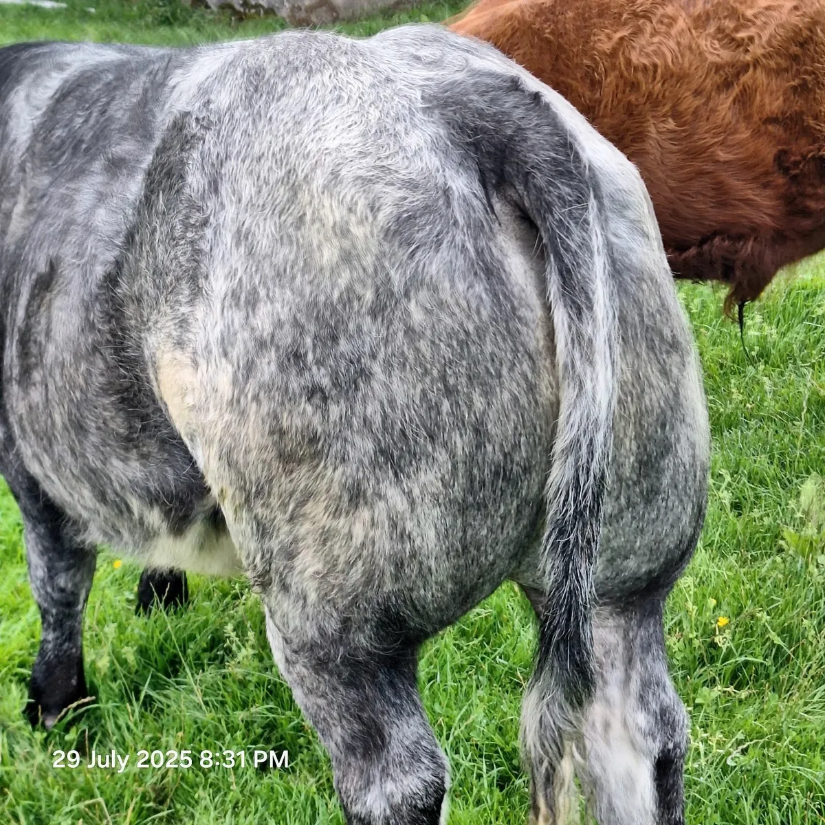 Weanlings for Sale Ballina Mart Tuesday 5th August - Image 3