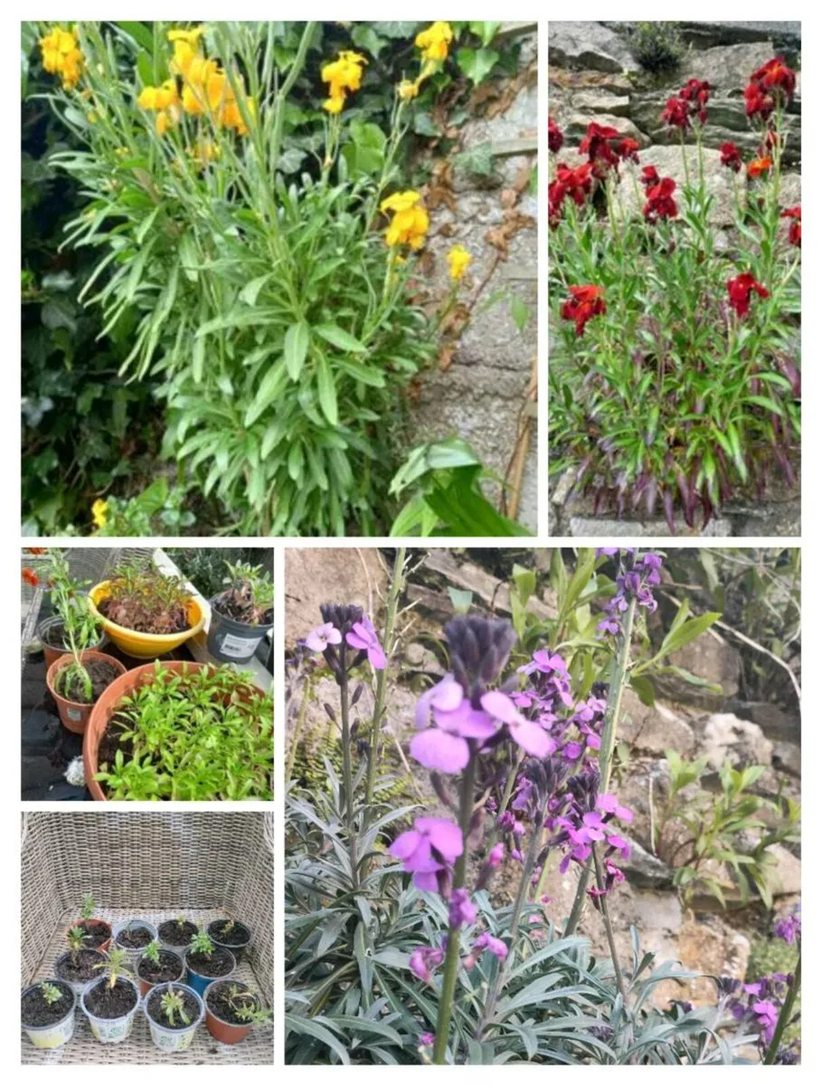 wallflowers, grown from seed. Beautiful strong sme - Image 1