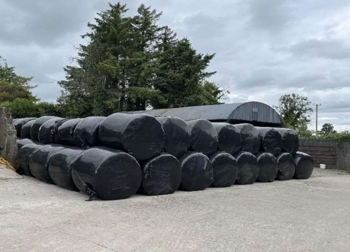1st cut silage