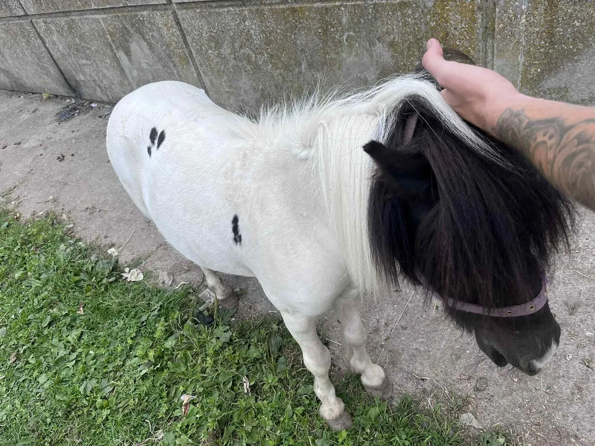 Kids Pony - Image 2