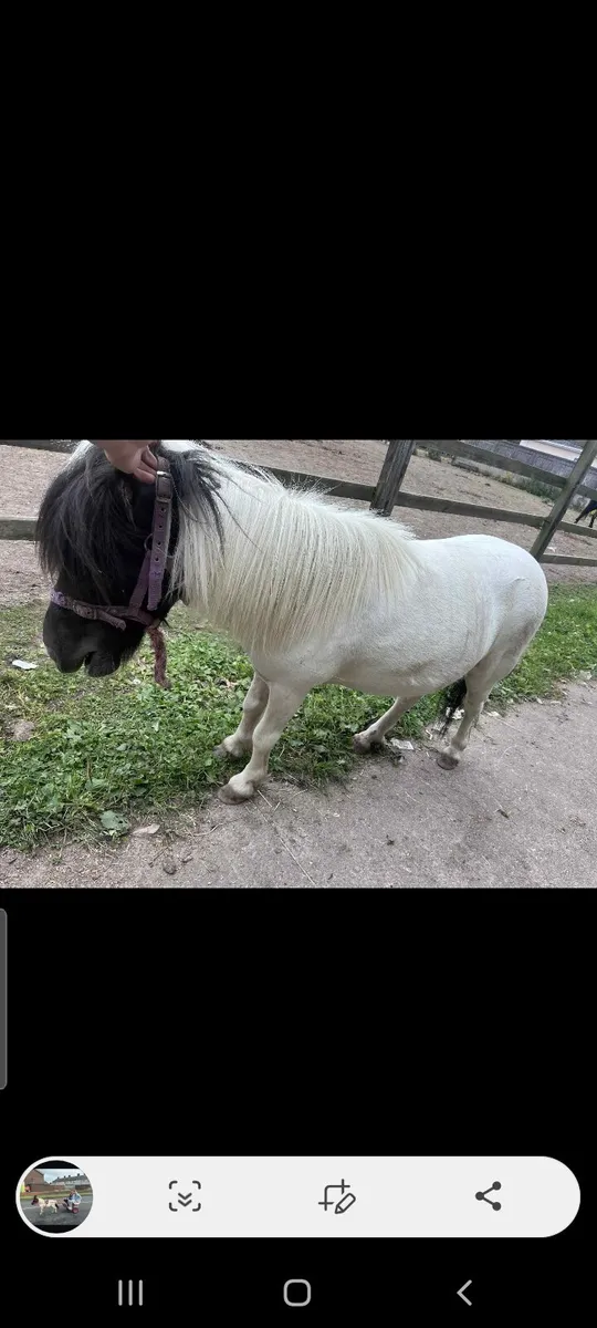 Kids Pony - Image 3