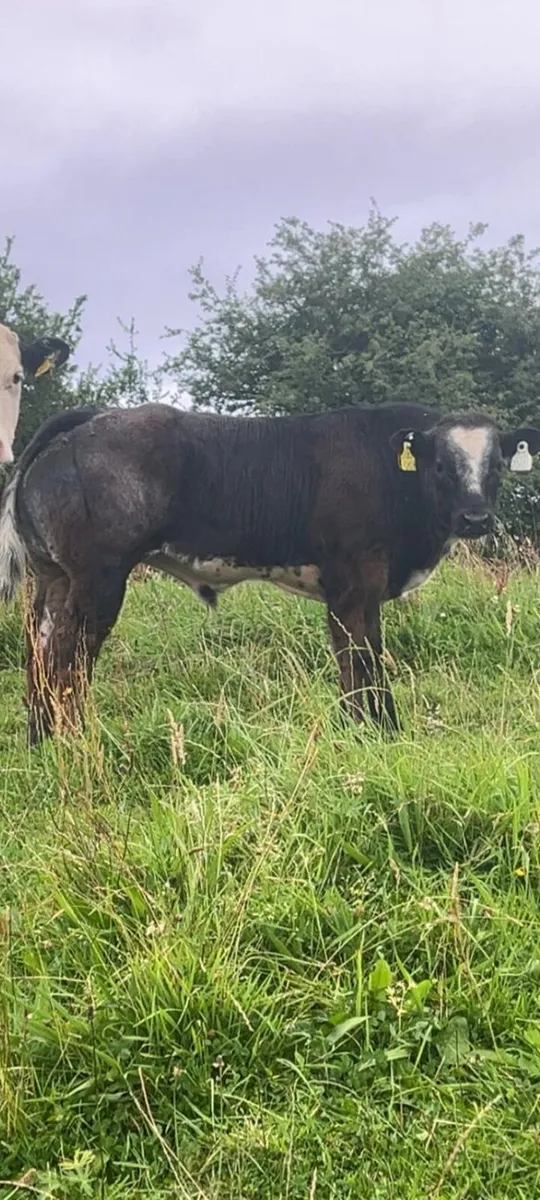 Super Hybrid Bull weanling - Image 4