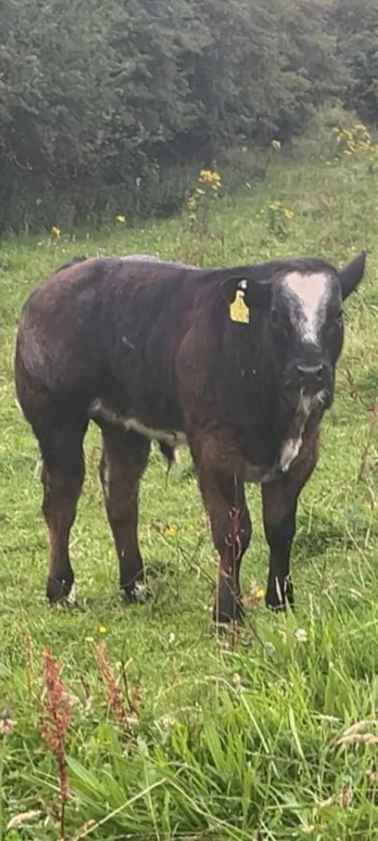 Super Hybrid Bull weanling - Image 2