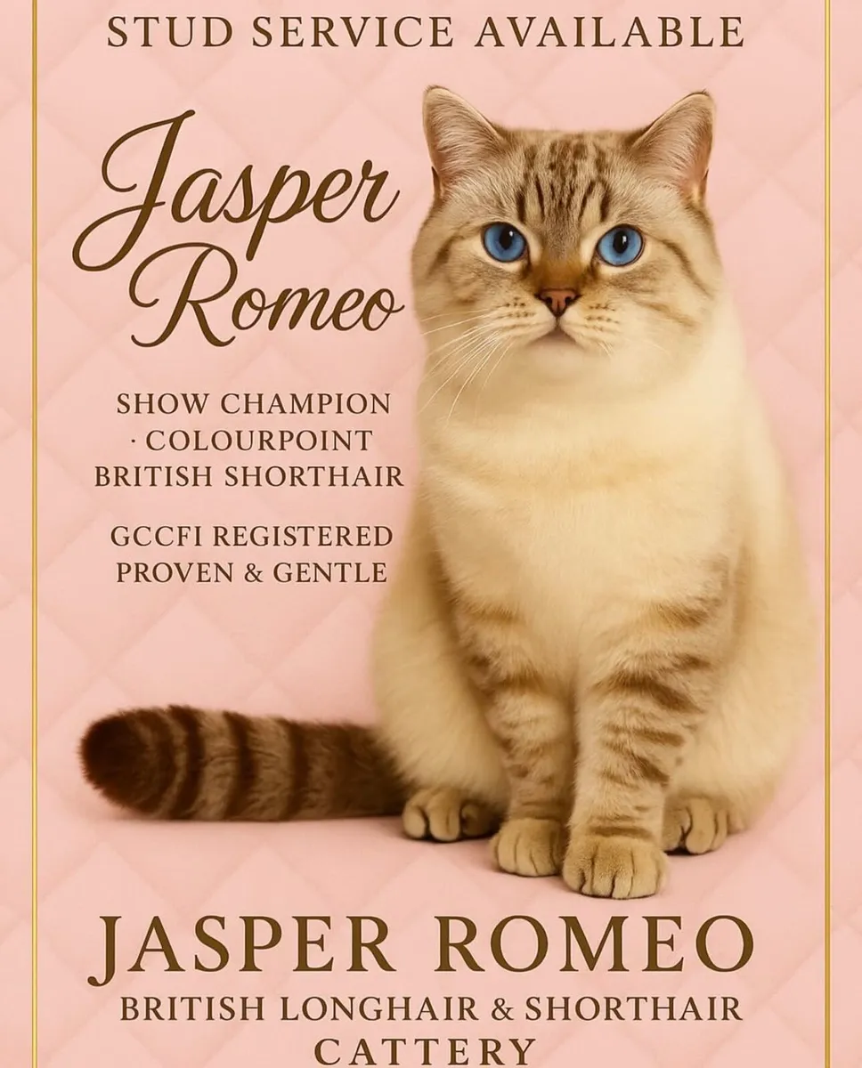 ✨🐱 GCCFI Registered British Shorthair Males 🐱✨ - Image 1