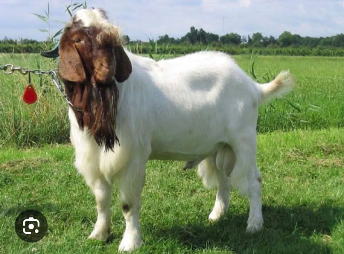 Boer goat wanted