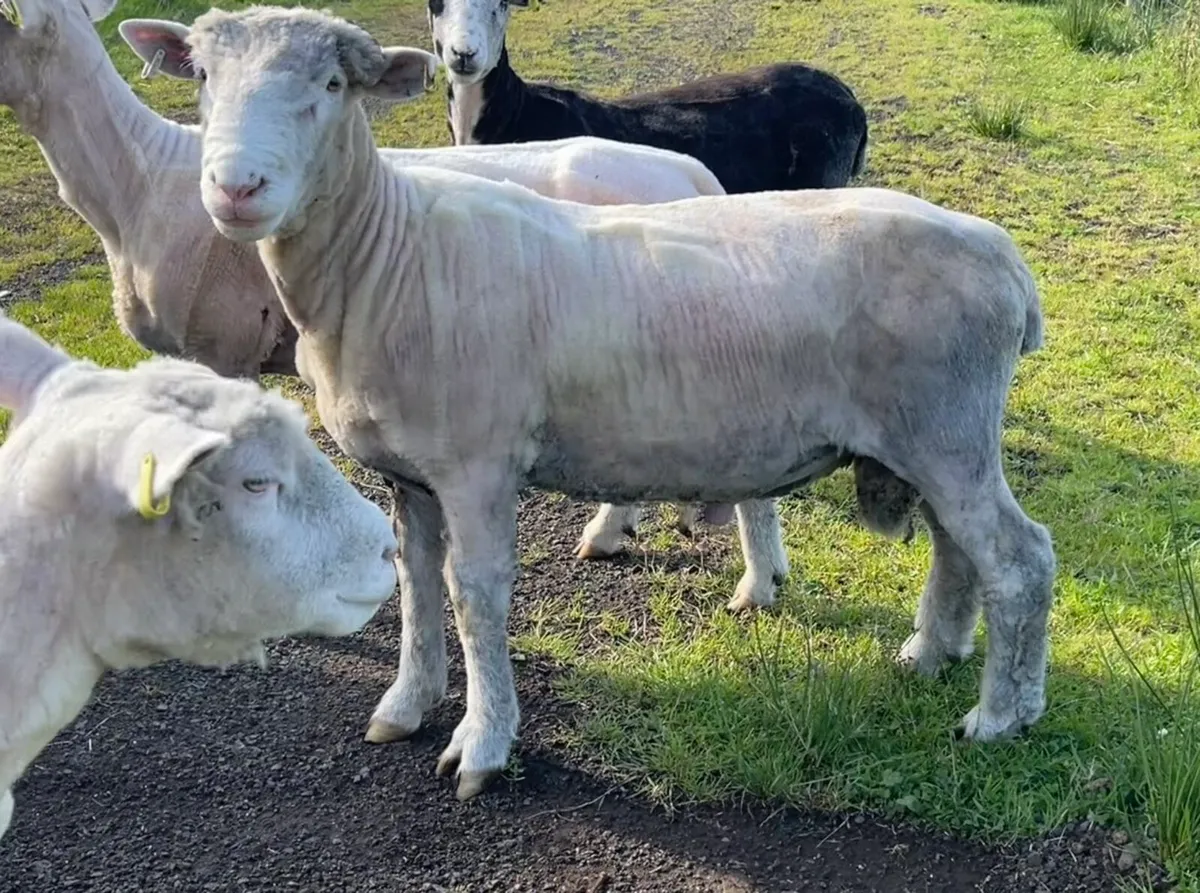Dorset Ram - Image 1