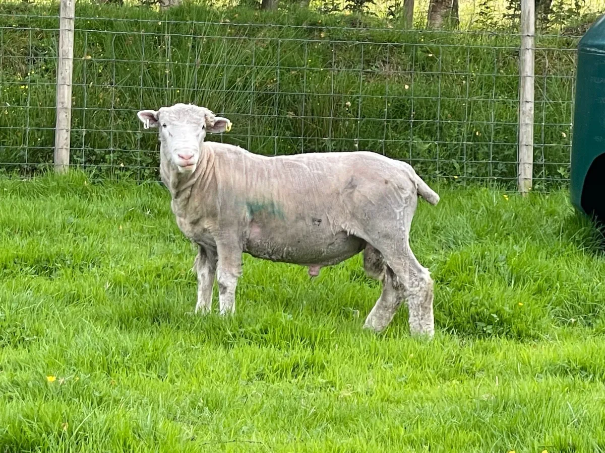 Dorset Ram - Image 2