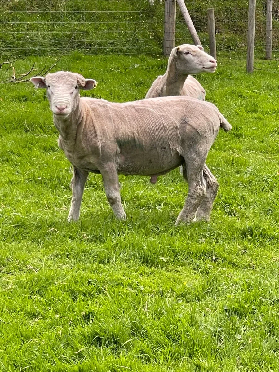Dorset Ram - Image 3