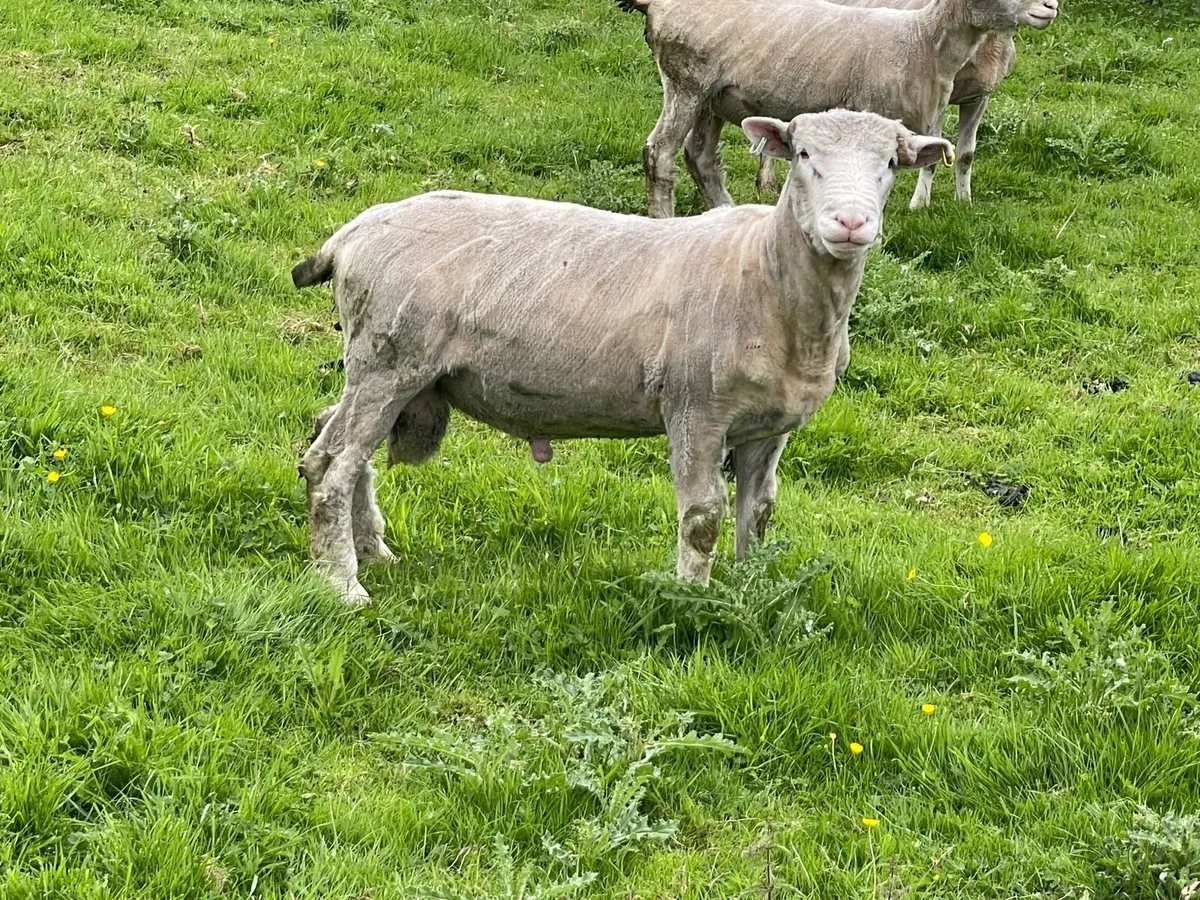 Dorset Ram - Image 4