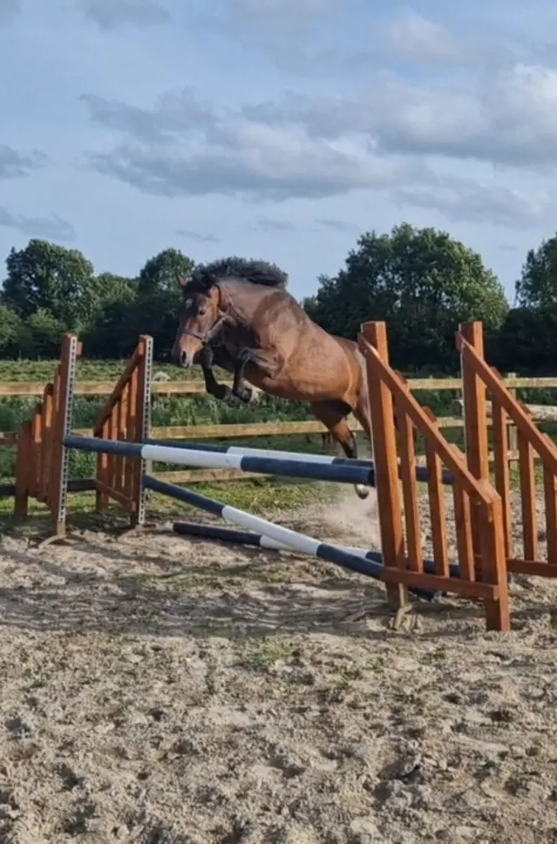 Horse - Image 1