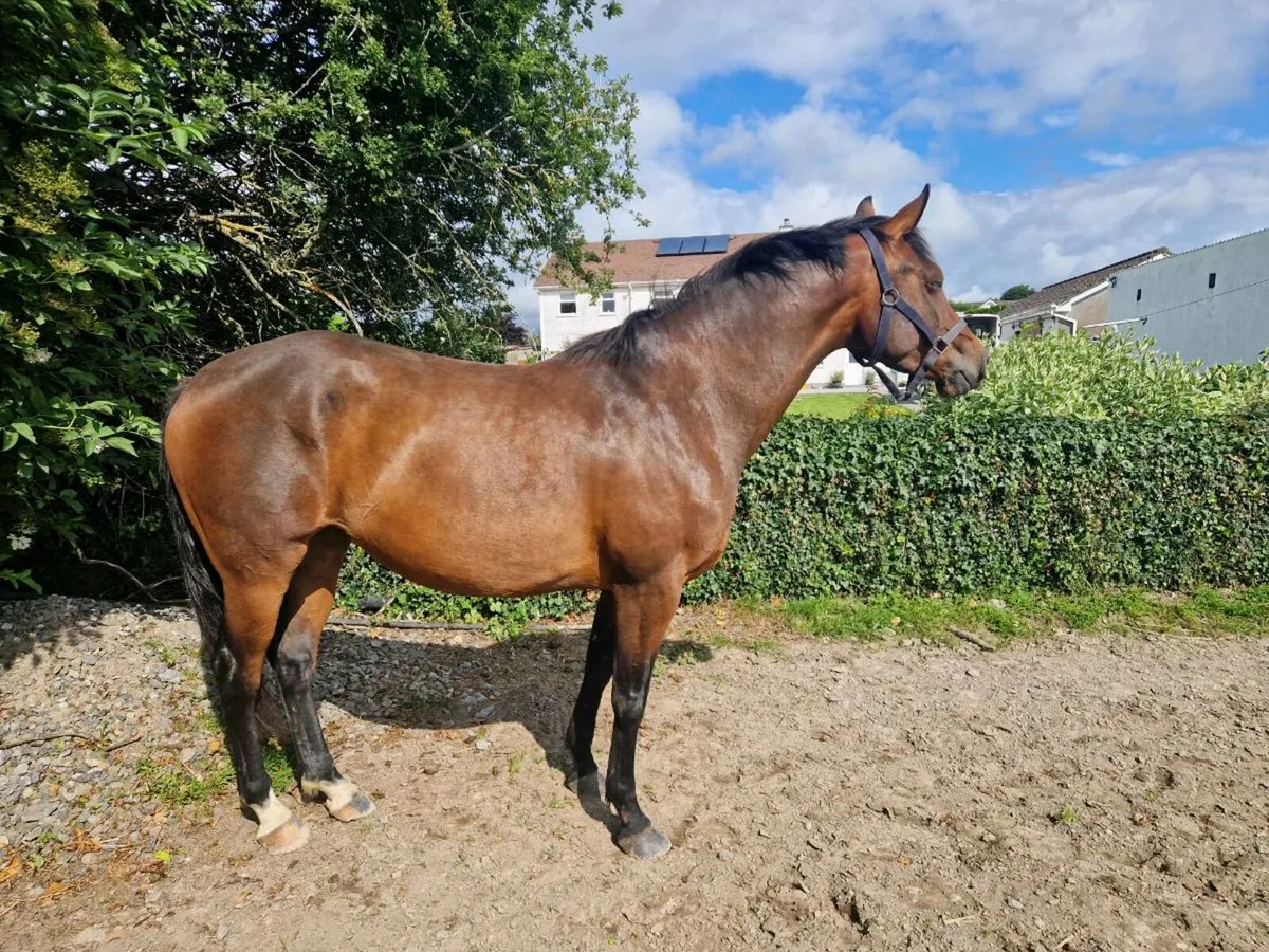 Horse - Image 2