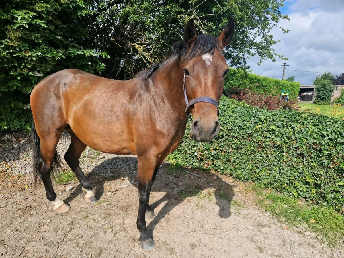 Horse - Image 3