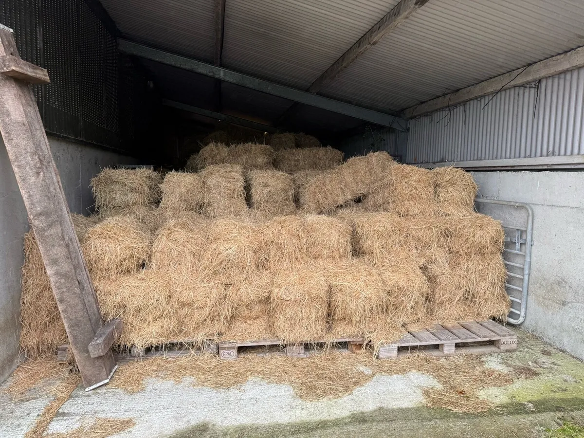 Hay small square bales - Image 2