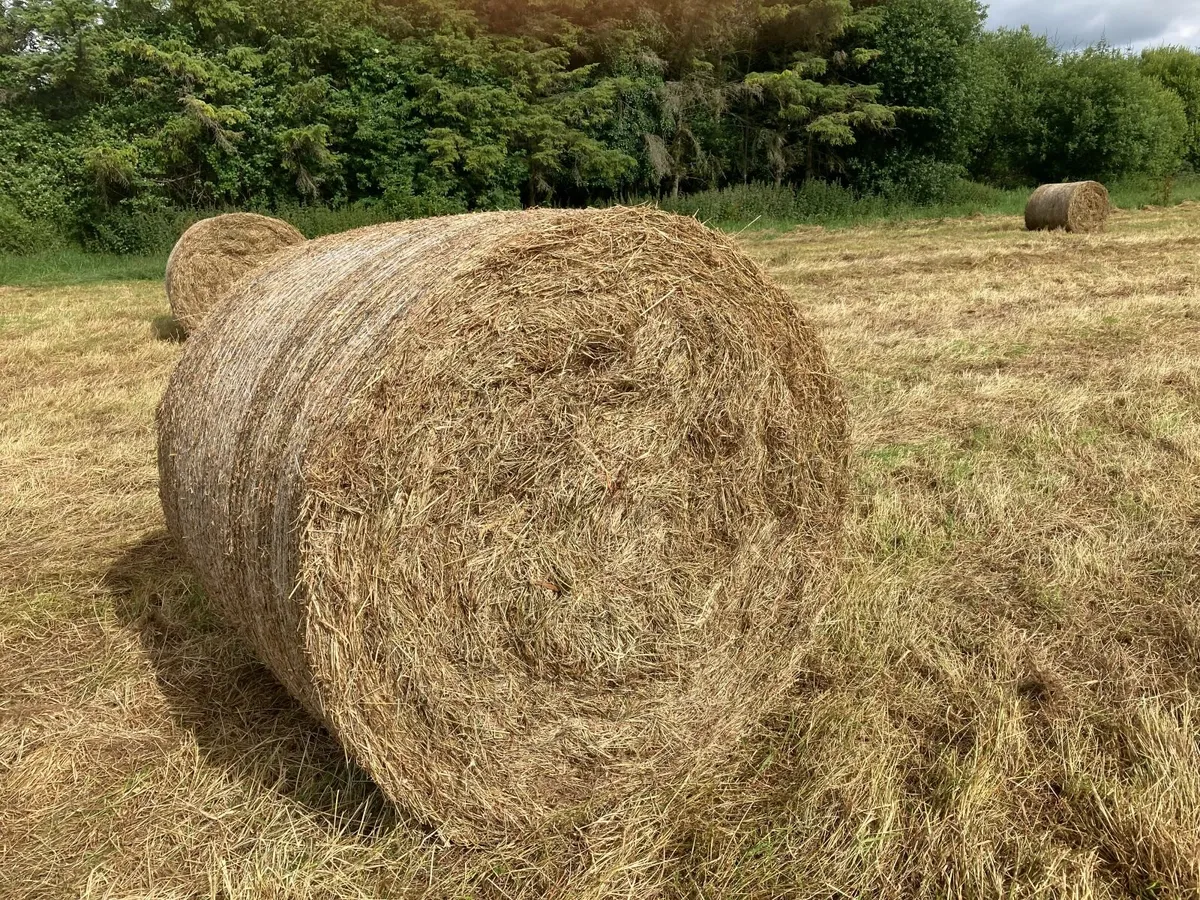 HAY FOR SALE