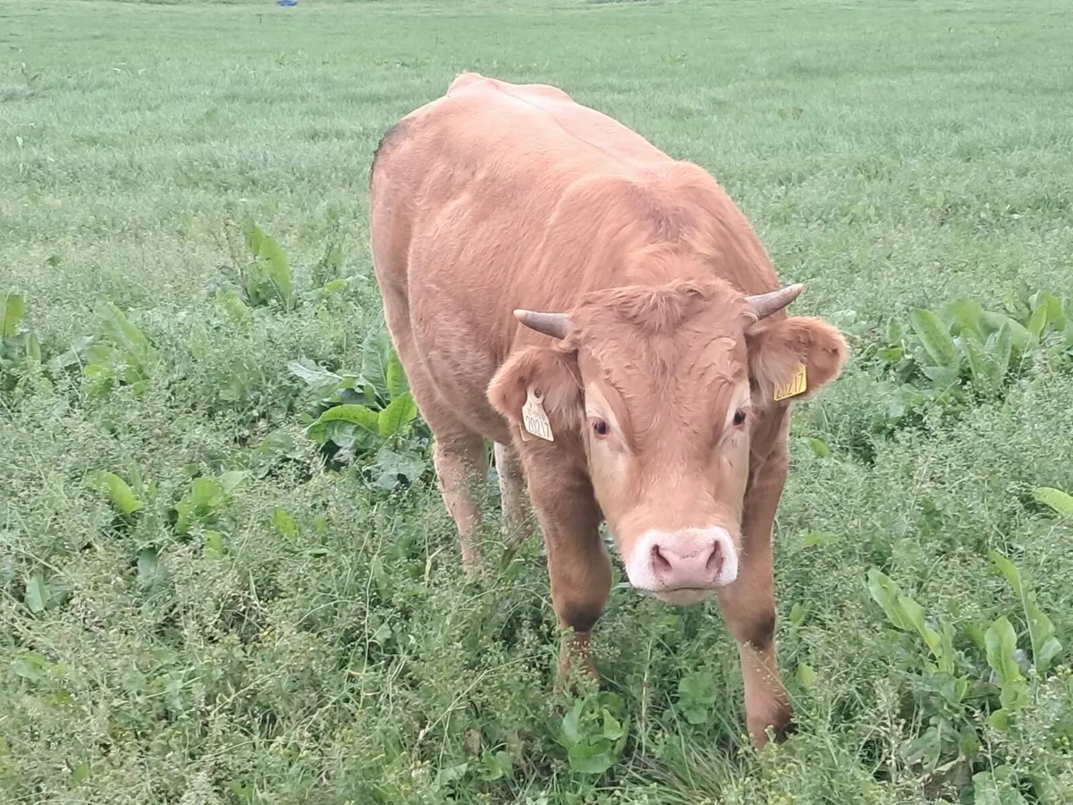 Limosin Bulls - Image 1