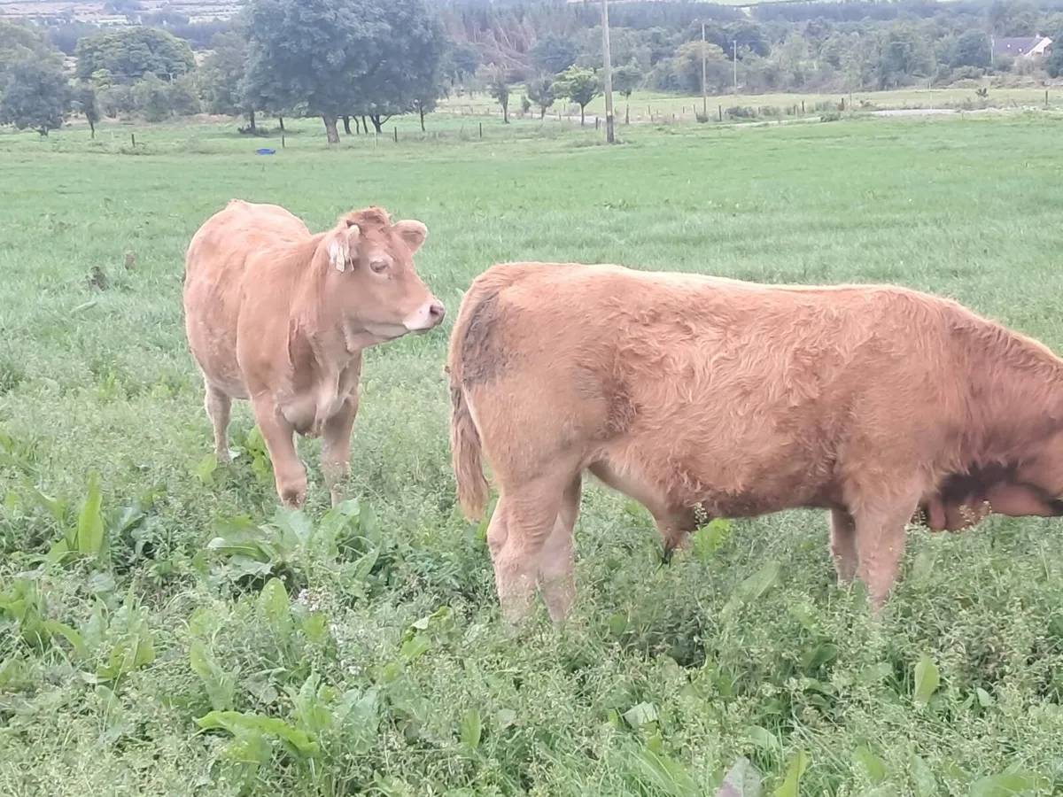 Limosin Bulls - Image 2