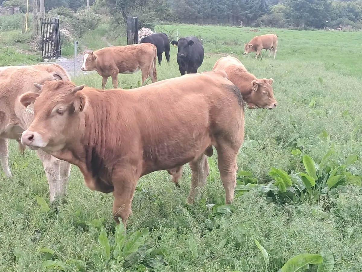 Limosin Bulls - Image 3