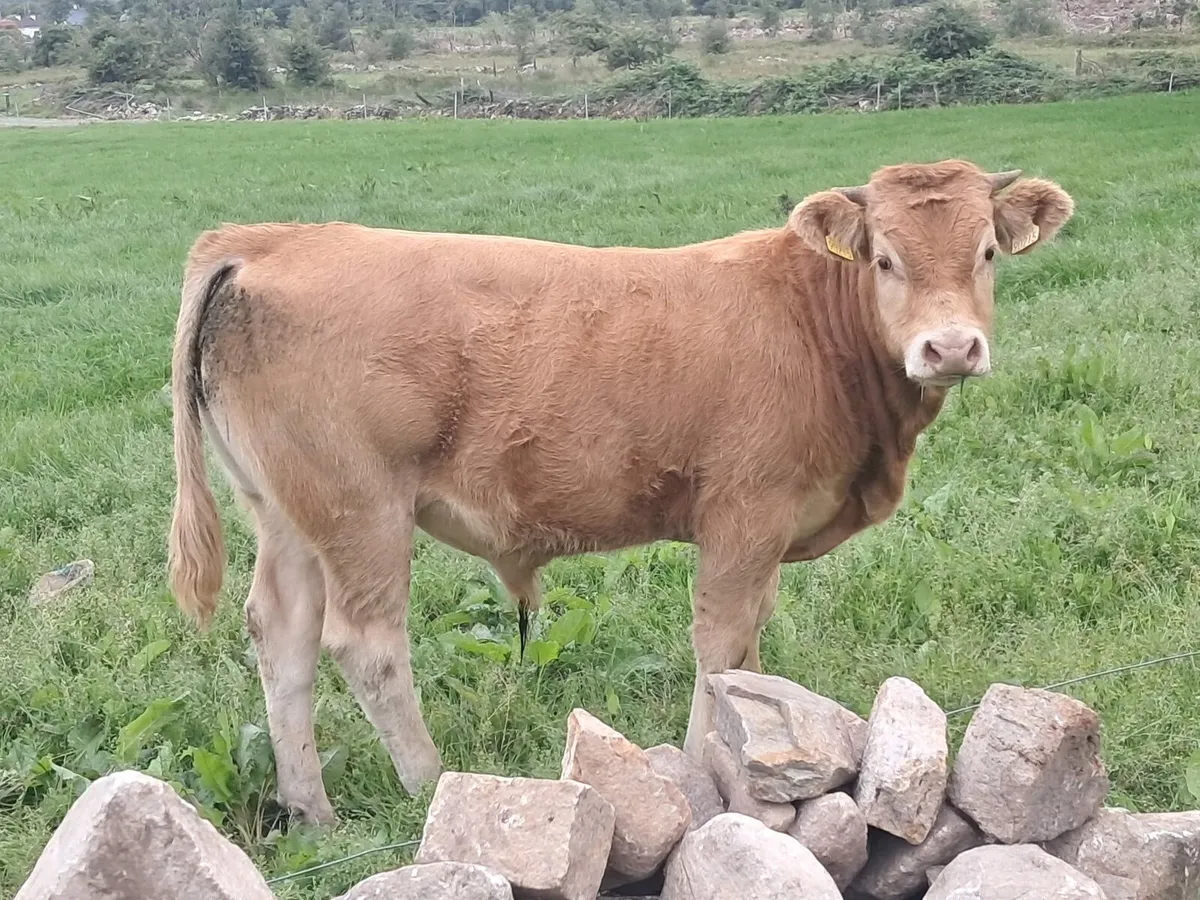Limosin Bulls - Image 4