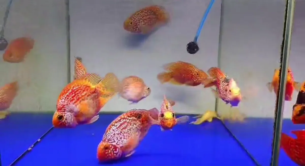 Hybrid Cichlids For sale - Image 2