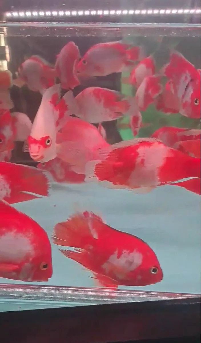 Hybrid Cichlids For sale - Image 4