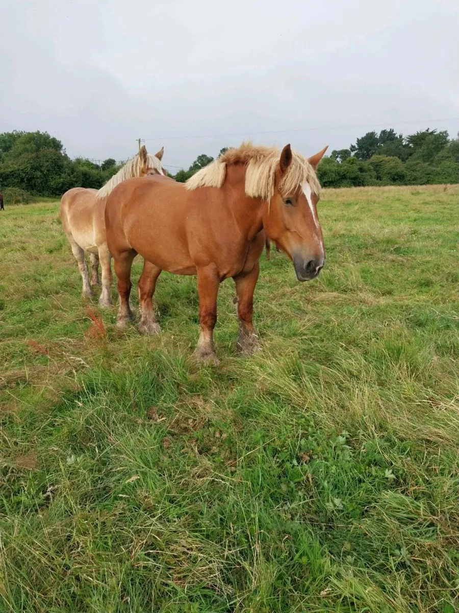 2 HEAVY BELGIAN MARES FOR SALE - Image 1