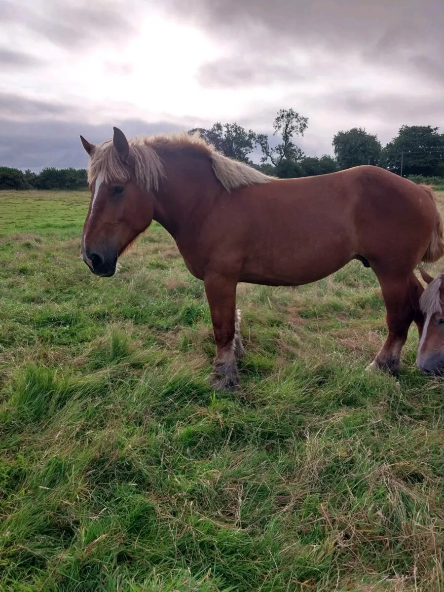 2 HEAVY BELGIAN MARES FOR SALE - Image 2