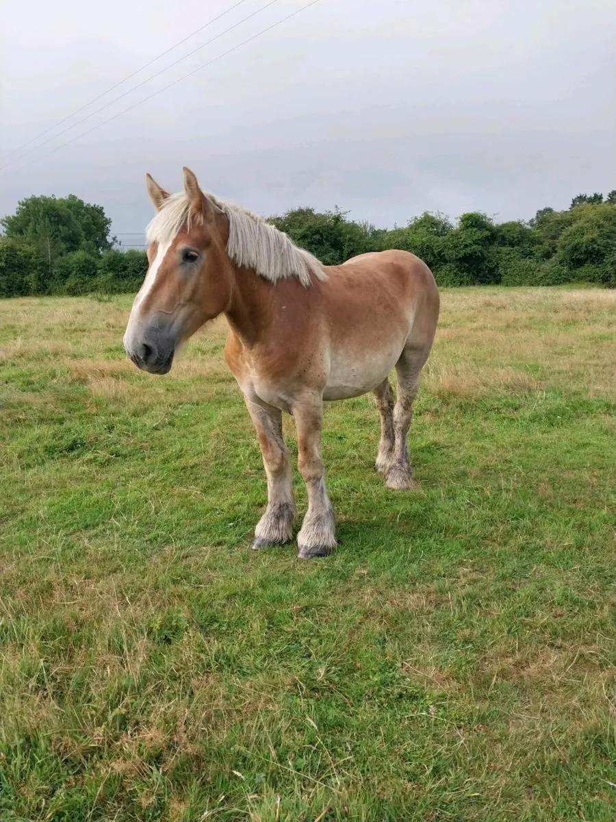 2 HEAVY BELGIAN MARES FOR SALE - Image 3