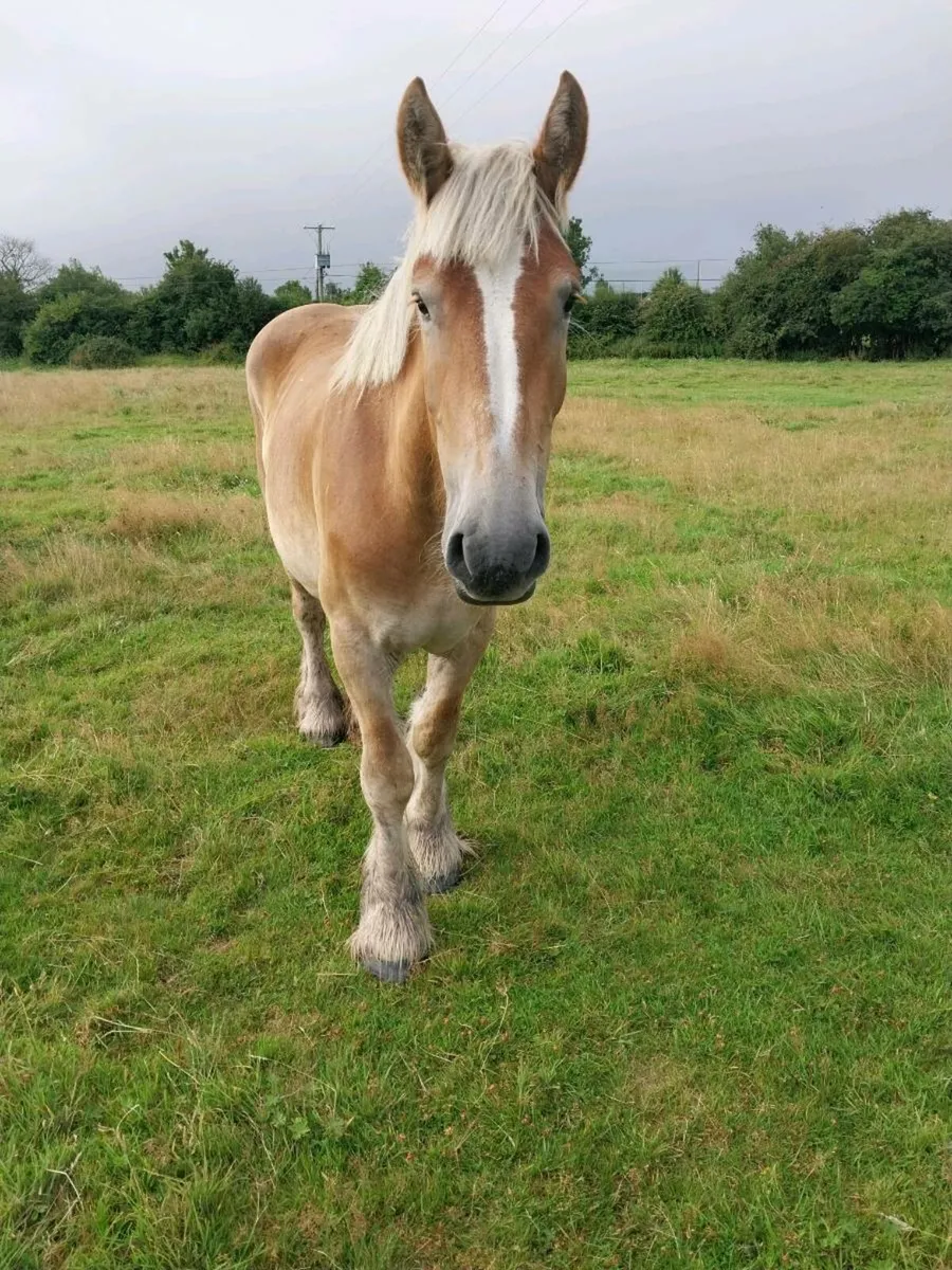 2 HEAVY BELGIAN MARES FOR SALE - Image 4