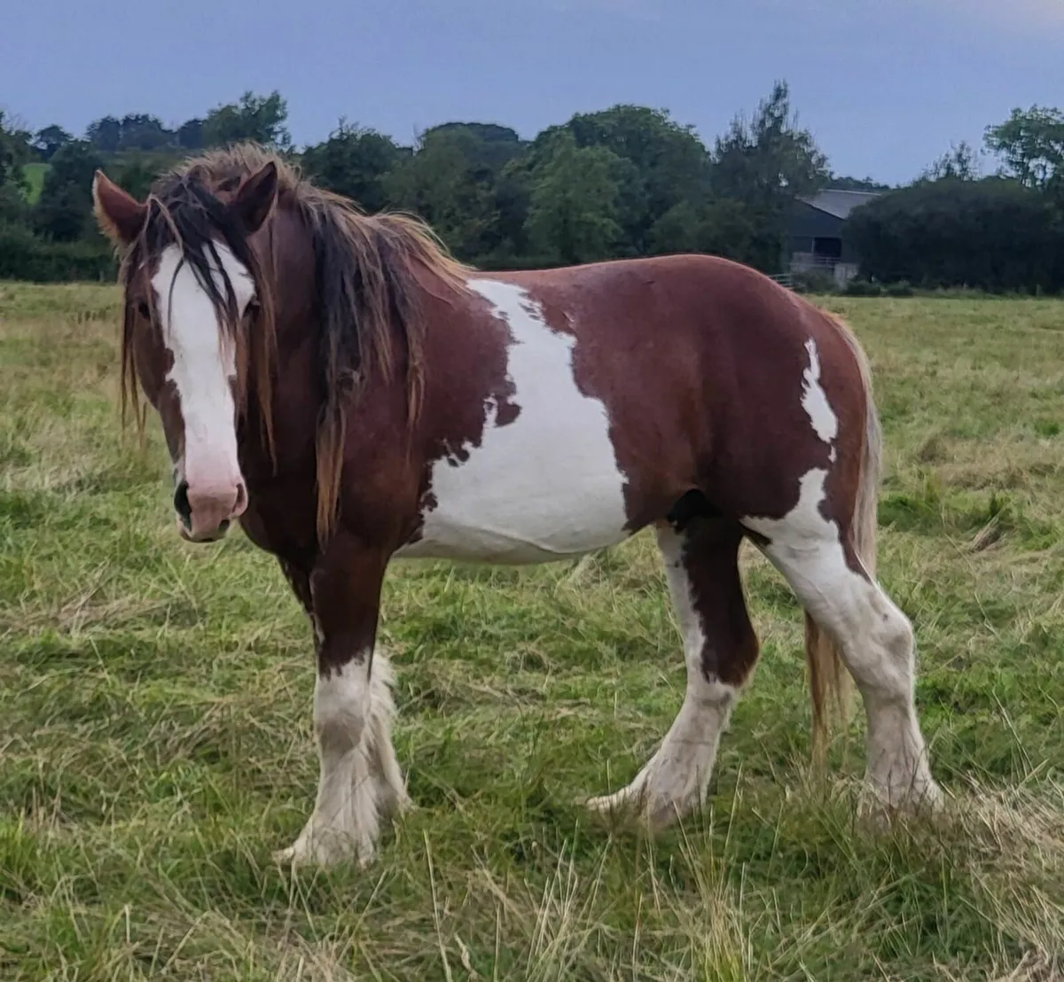 4yr Clydesdale Stallion - Image 1