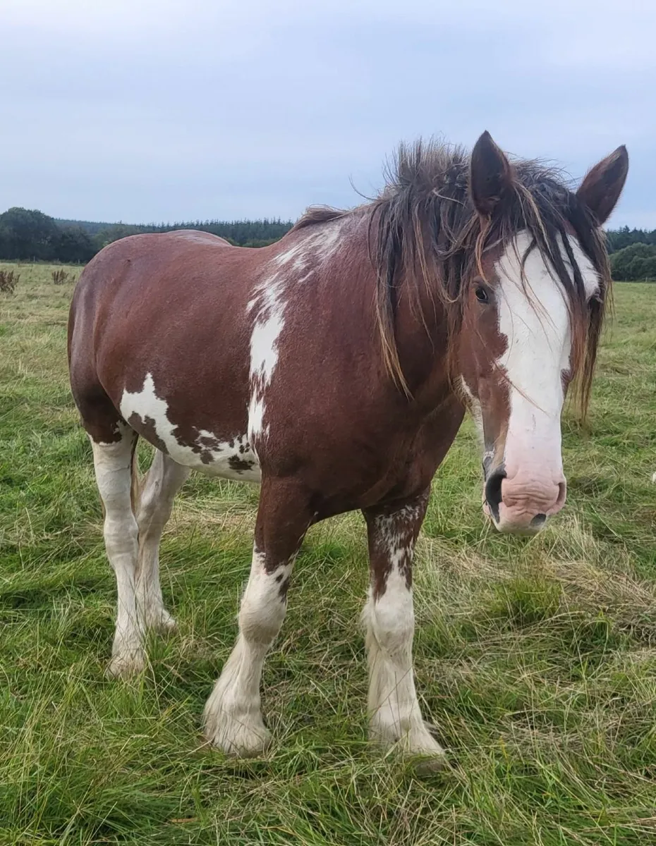 4yr Clydesdale Stallion - Image 2