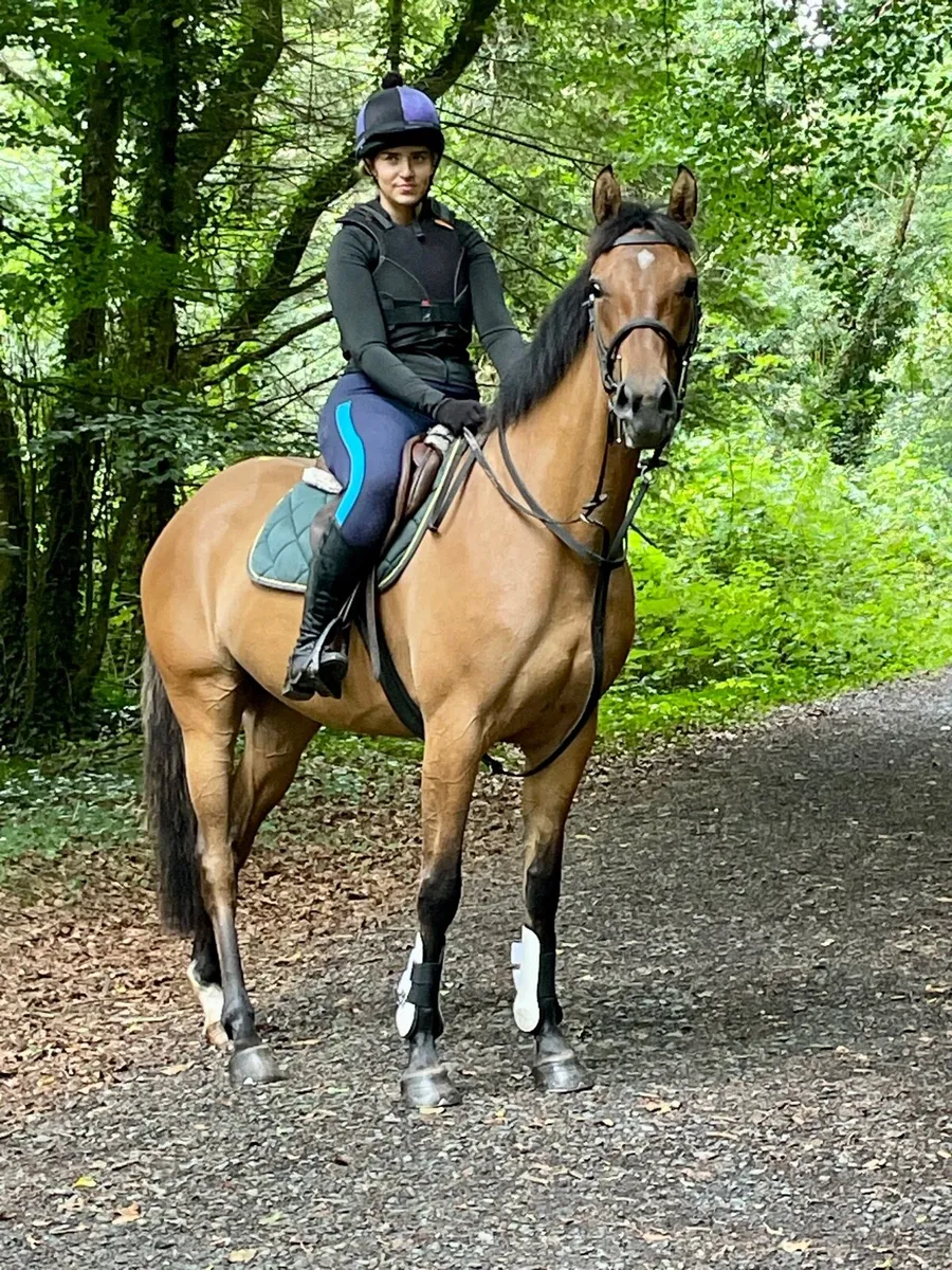 Genuine quiet 4 yo Dun mare - Image 3
