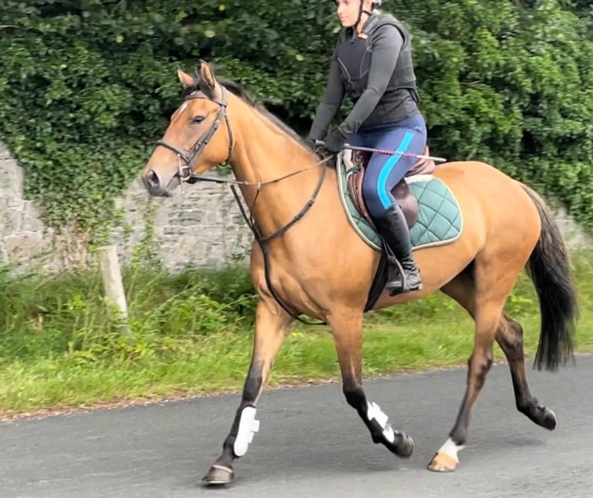 Genuine quiet 4 yo Dun mare - Image 4