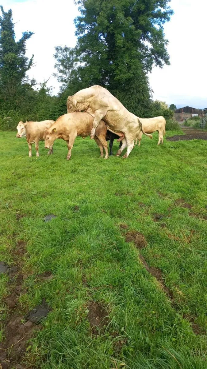 Pedigree Charolais Bull - Image 2