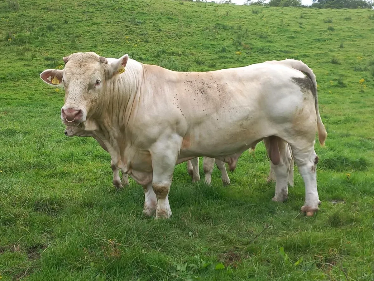 Pedigree Charolais Bull - Image 1