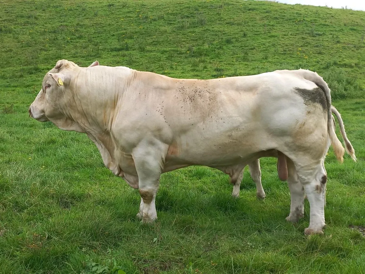 Pedigree Charolais Bull - Image 3