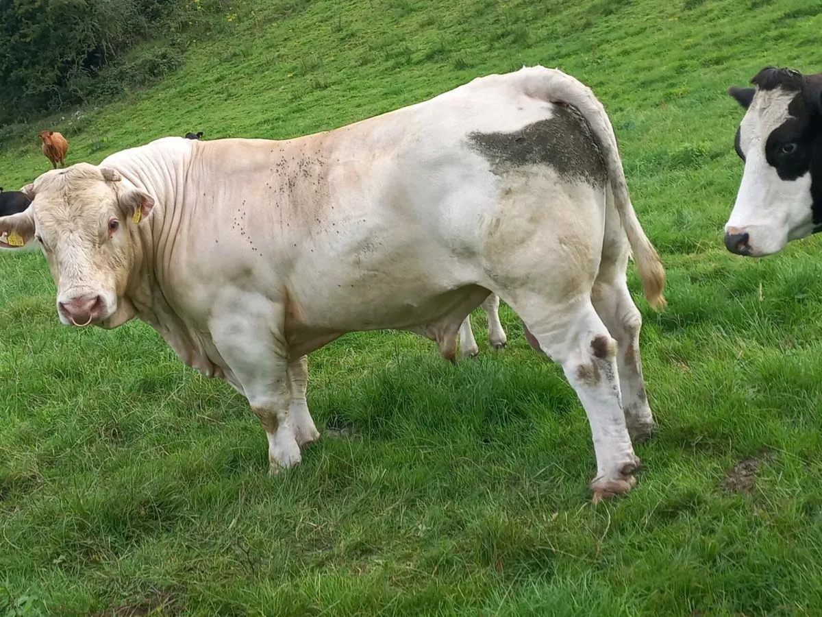 Pedigree Charolais Bull - Image 4