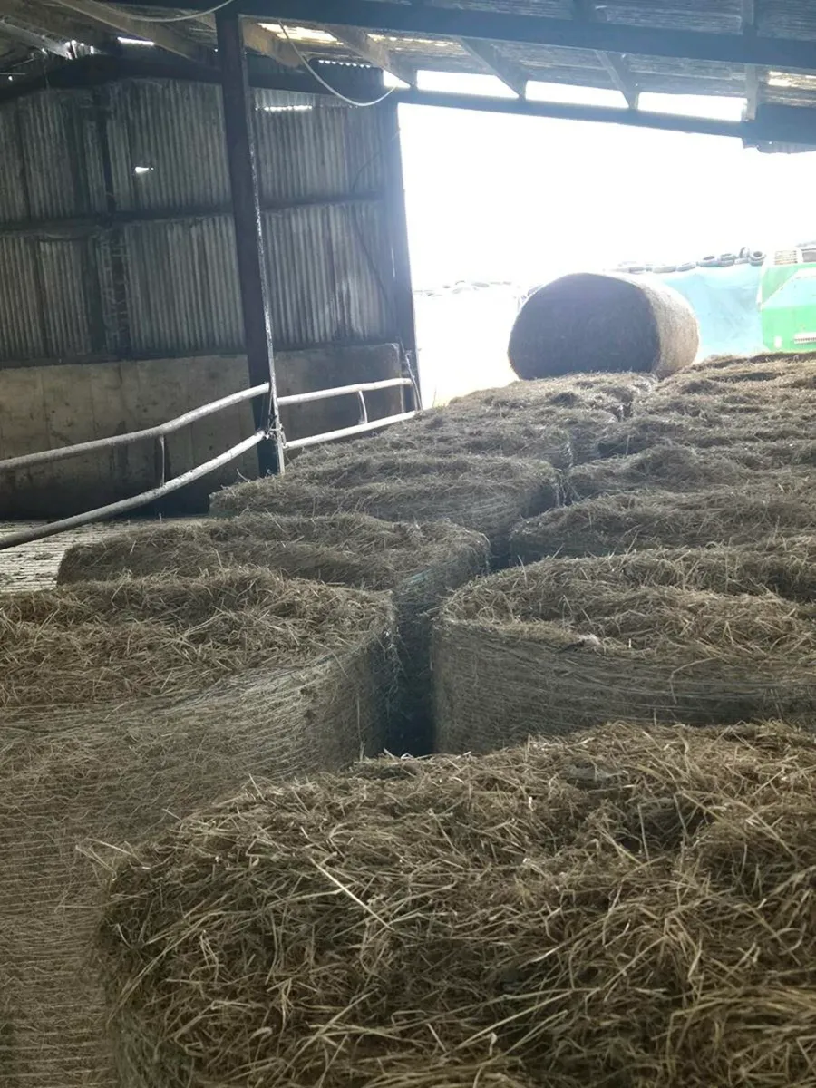 Round Bales of Hay - Image 2