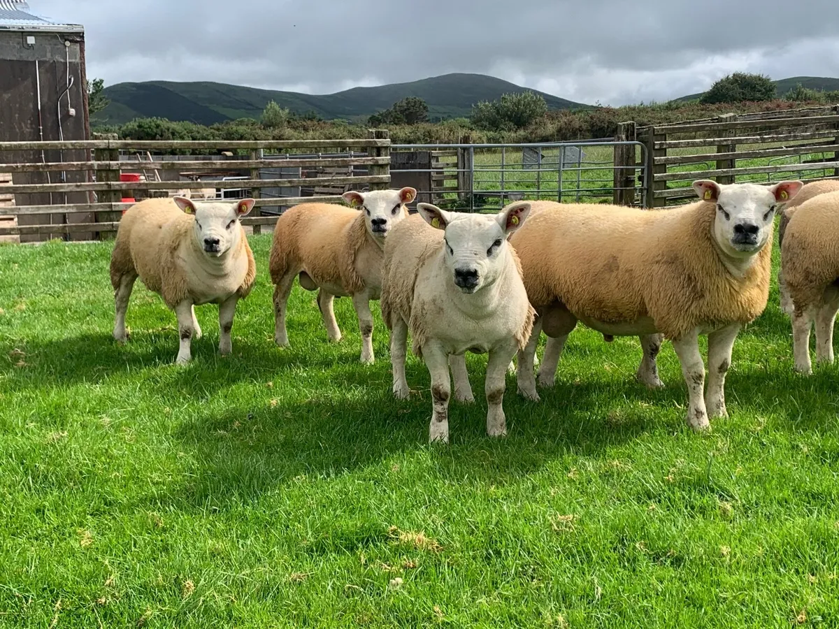 SIS PBR TEXEL RAM & PBR EWE LAMBS - Image 1