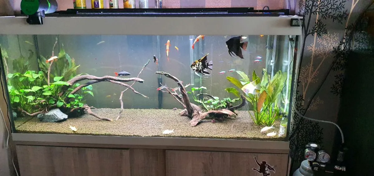 Fish tank 300l + stock and all equipment - Image 1