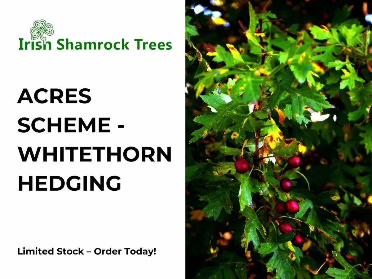 Premium Whitethorn Hedging