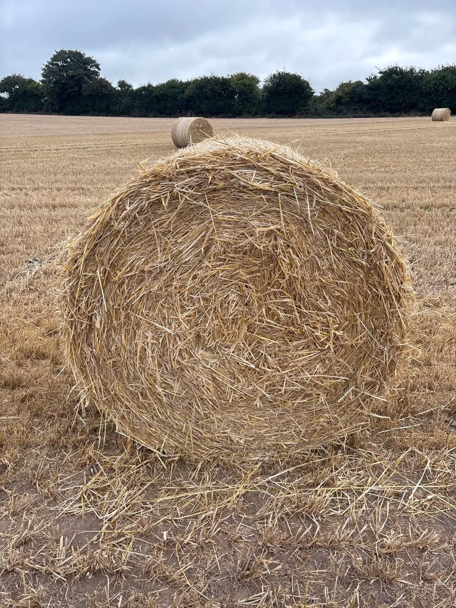 Straw