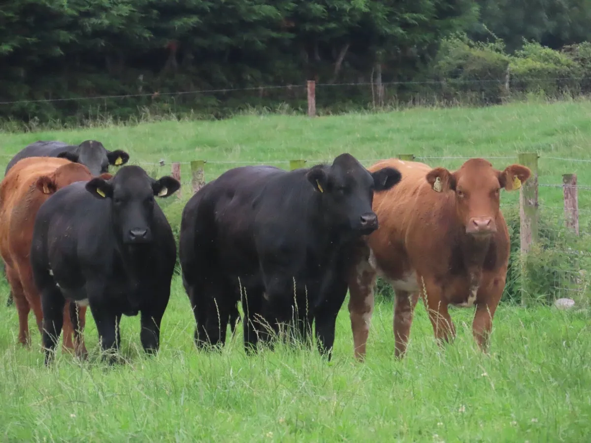 14 super bulling heifers for tullamore mart 4th - Image 1