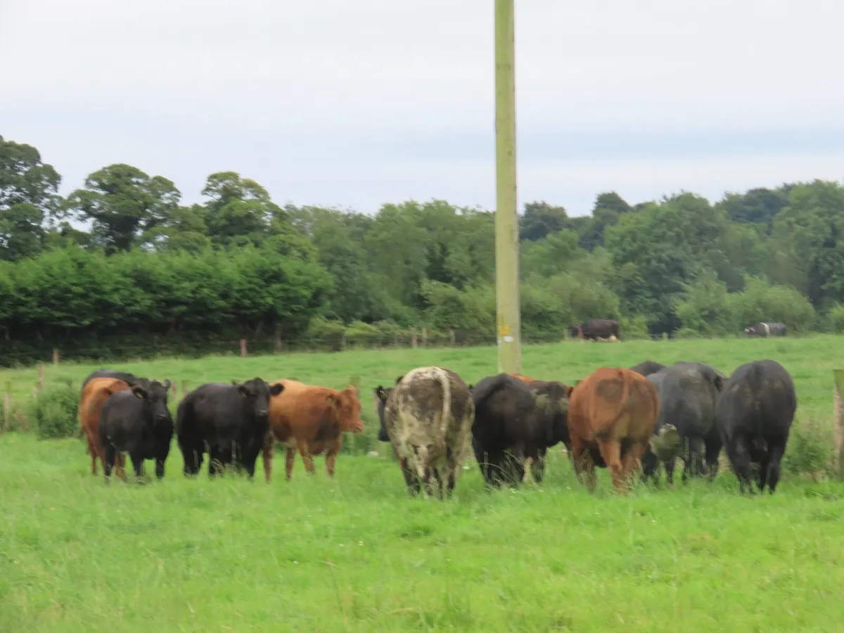 14 super bulling heifers for tullamore mart 4th - Image 2