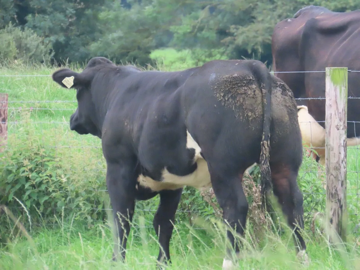 14 super bulling heifers for tullamore mart 4th - Image 3