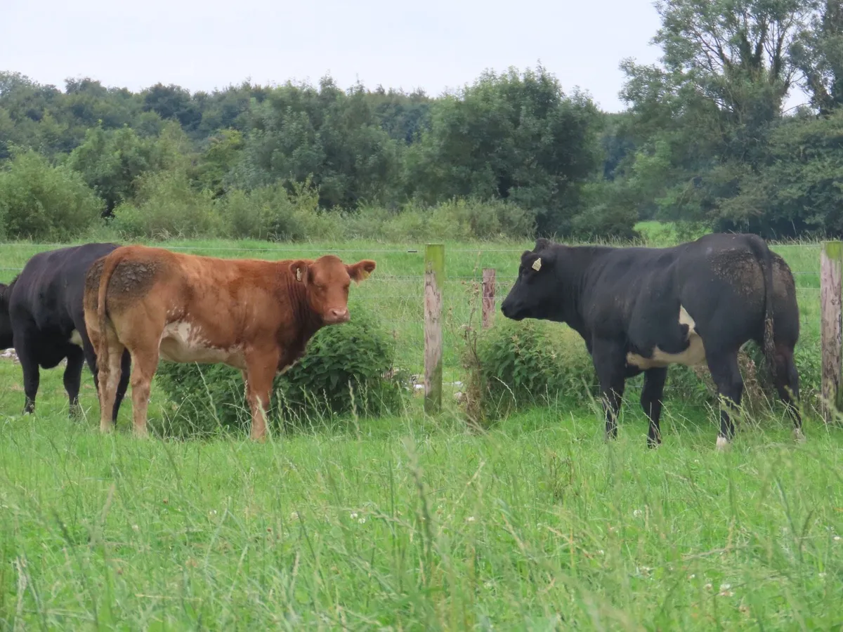 14 super bulling heifers for tullamore mart 4th - Image 4